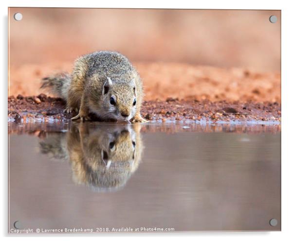 Alert squirrel drinking Acrylic by Lawrence Bredenkamp