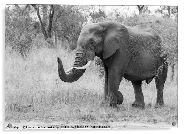 Majestic Elephant Acrylic by Lawrence Bredenkamp