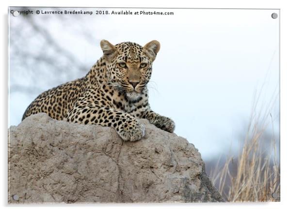 Leopard on an Anthill Acrylic by Lawrence Bredenkamp
