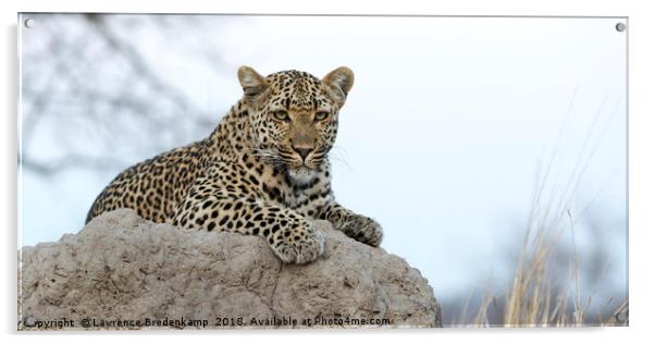 Leopard on Anthill Acrylic by Lawrence Bredenkamp