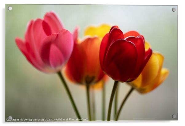 Tulips Acrylic by Lynda Simpson