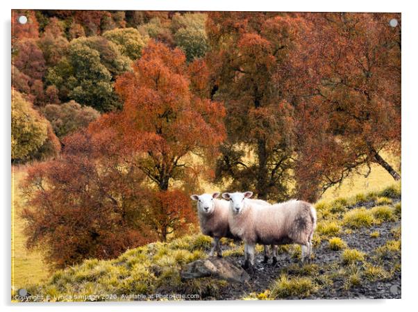 A group of sheep standing on top of a lush green field with Autumn colours Acrylic by Lynda Simpson