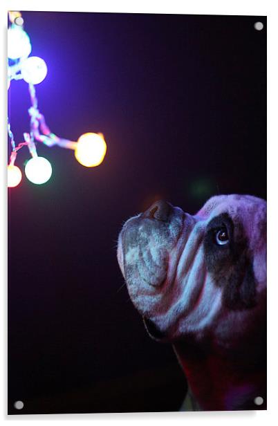  Dog with Christmas lights Acrylic by Alexander Roscow