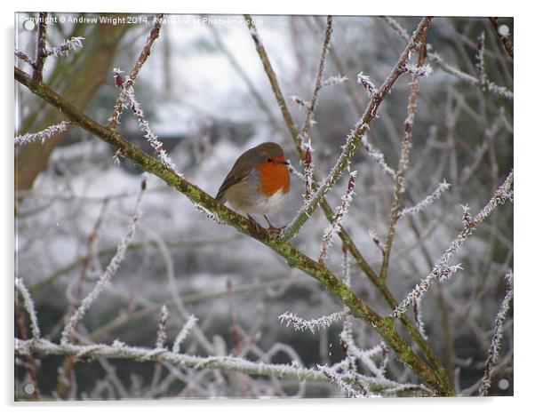 A Frosty Robin  Acrylic by Andrew Wright