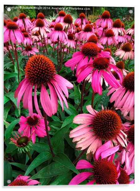  Pink Echinacea's  Acrylic by Andrew Wright