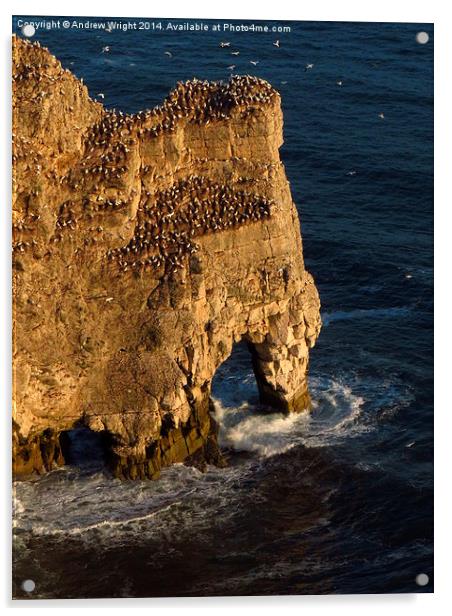  Rock Arch, Bempton Cliffs, Yorkshire Acrylic by Andrew Wright