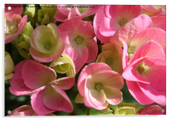  Pink Flowers  Acrylic by cerrie-jayne edmonds