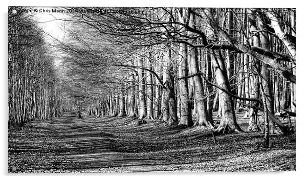  Hopwas Woodland Walk Acrylic by Chris Mann