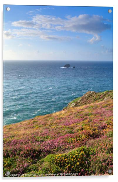 Heather and gorse (St Agnes Head) Acrylic by Andrew Ray