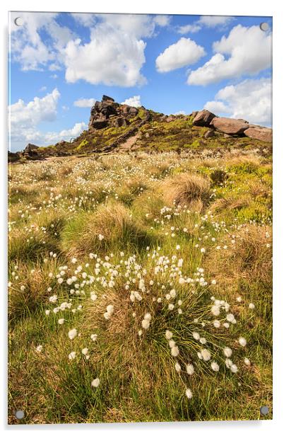 Cotton Grass at the Roaches Acrylic by Andrew Ray