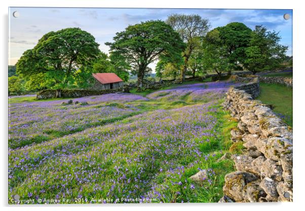 Bluebells at Emsworthy Mire Acrylic by Andrew Ray