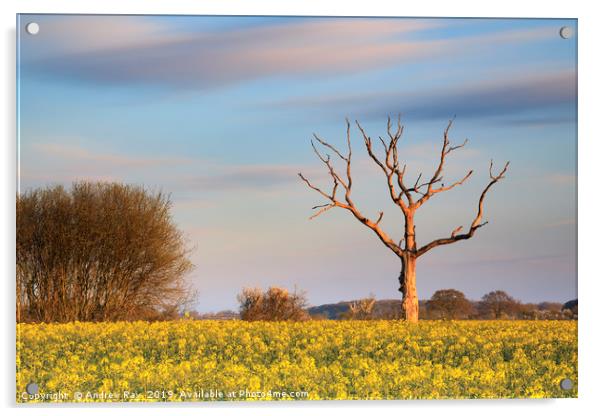 Tree in oilseed rape field (Lonely Farm) Acrylic by Andrew Ray