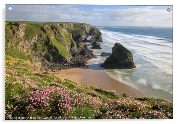Spring flora (Bedruthan Steps) Acrylic by Andrew Ray