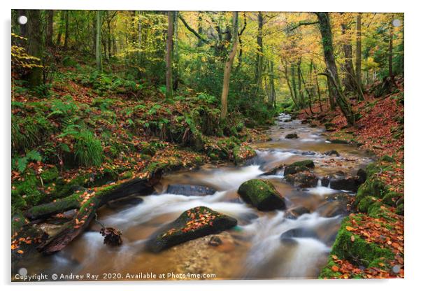 River in Nant Mill Wood Acrylic by Andrew Ray