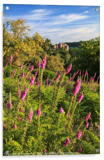 Fox Gloves at Dunster Acrylic by Andrew Ray