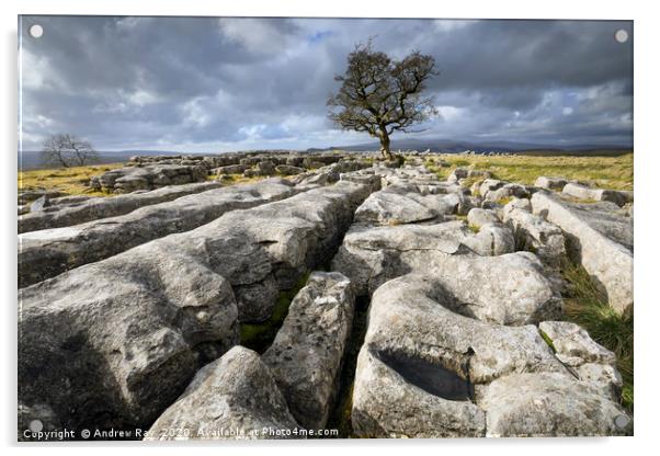 Limestone pavement and lone tree (Winskill Stones) Acrylic by Andrew Ray