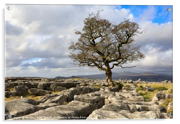Lone Hawthorn Tree at Winskill Stones Acrylic by Andrew Ray