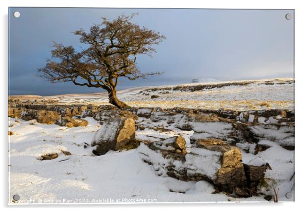 Snow at the Winskill Stones Acrylic by Andrew Ray