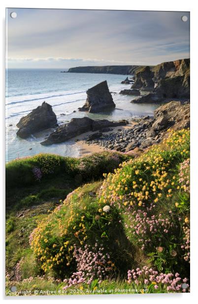Spring flowers above Bedruthan Beach Acrylic by Andrew Ray