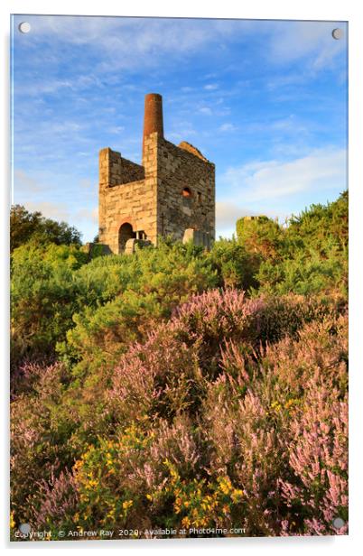 Heather at Wheal Peevor Acrylic by Andrew Ray