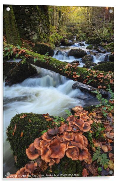 Fungi ay Kennall Vale Acrylic by Andrew Ray