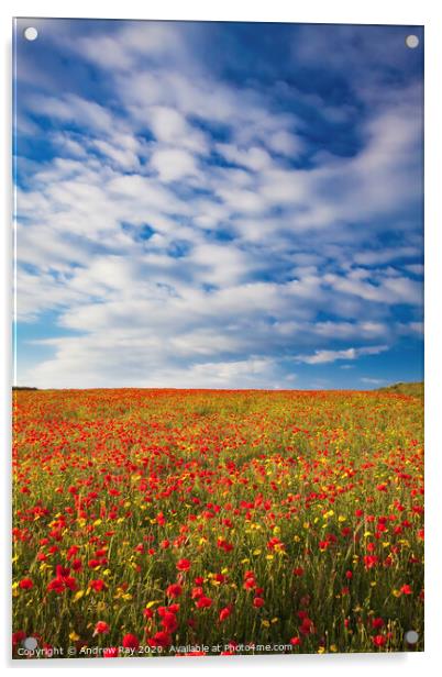 Poppy Fields (West Pentire) Acrylic by Andrew Ray