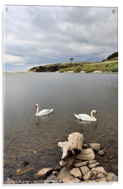 Swans on Loe Pool Acrylic by Andrew Ray