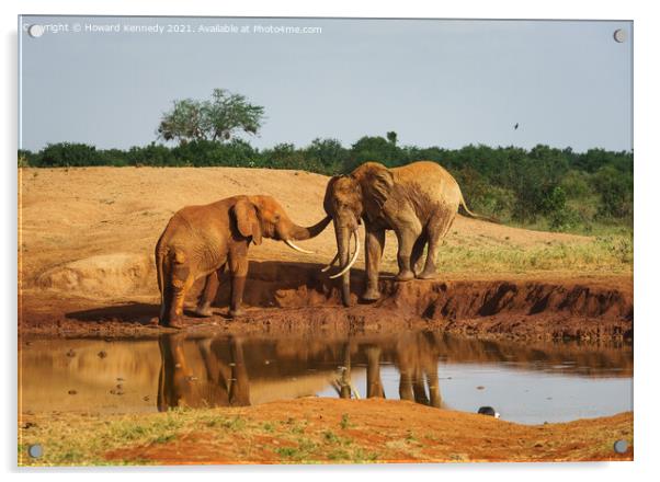 Elephant greeting Acrylic by Howard Kennedy