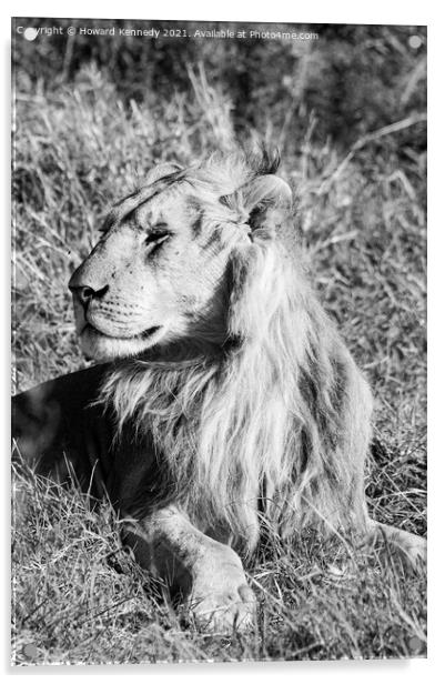 Male Lion in Masai Mara Acrylic by Howard Kennedy