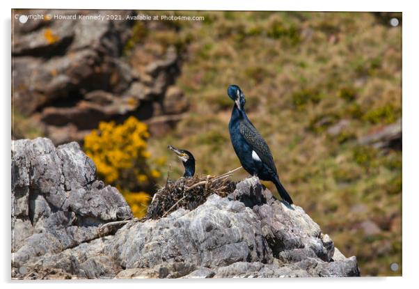 Nesting Shags Acrylic by Howard Kennedy