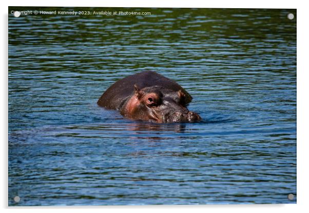 Hippo in Mzima Springs Acrylic by Howard Kennedy