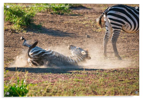 Zebra having a dust-bath Acrylic by Howard Kennedy