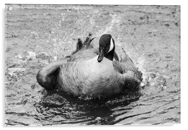 Canada Goose bathing in Black and White Acrylic by Howard Kennedy