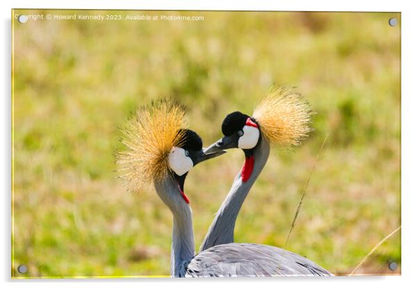 Courting Grey-Crowned Cranes Acrylic by Howard Kennedy
