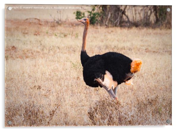 Somali Ostrich Male Acrylic by Howard Kennedy