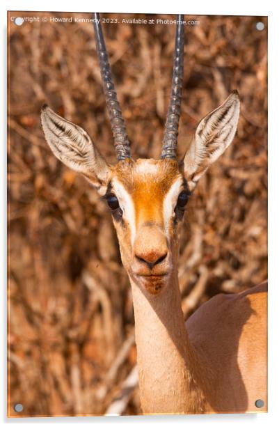 Grant's Gazelle close-up Acrylic by Howard Kennedy