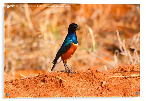 Superb Starling Acrylic by Howard Kennedy