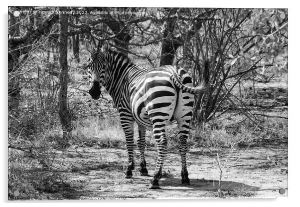 Burchells Zebra stallion looking back in black and white Acrylic by Howard Kennedy