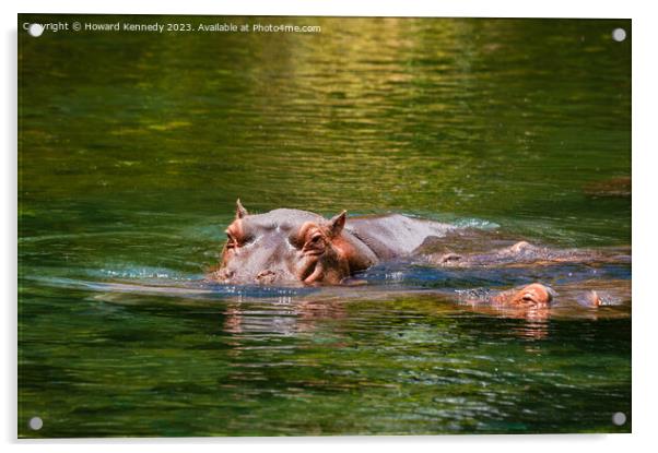 Hippos in Mzima Springs Acrylic by Howard Kennedy