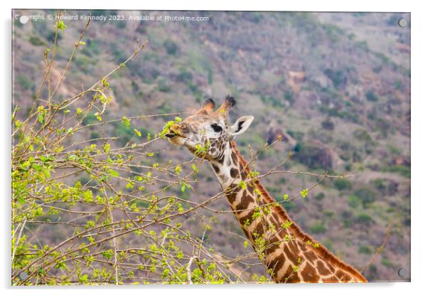 Giraffe showing blue tongue Acrylic by Howard Kennedy