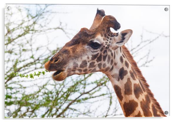Giraffe with wonky horn Acrylic by Howard Kennedy