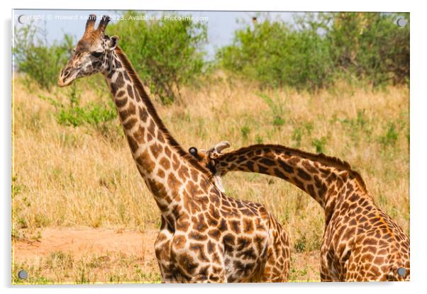 Sparring Masai Giraffe Acrylic by Howard Kennedy