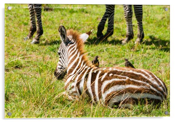 Burchell's Zebra foal with Yellow-Billed Oxpeckers Acrylic by Howard Kennedy