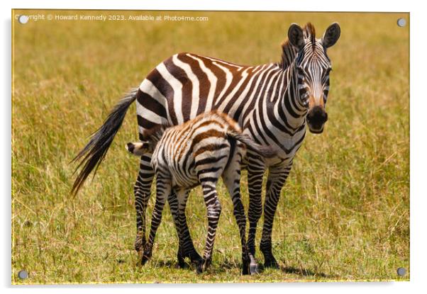 Zebra foal suckling Acrylic by Howard Kennedy