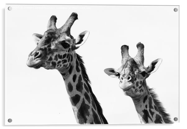 Close-up of Masai Giraffe pair in black and white Acrylic by Howard Kennedy