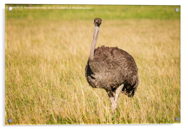 Female Masai Ostrich Acrylic by Howard Kennedy