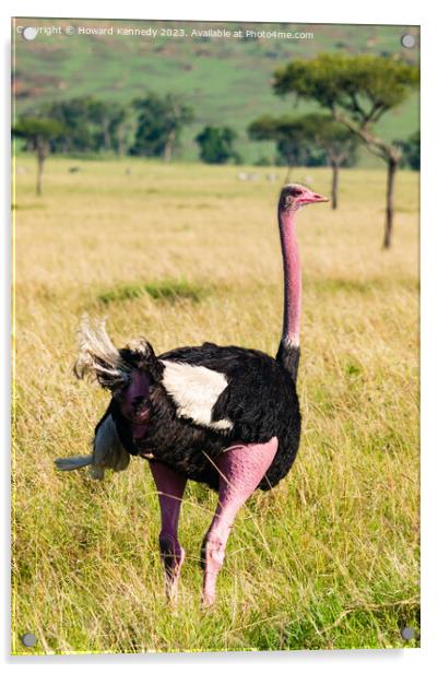 Male Masai Ostrich preparing for mating display Acrylic by Howard Kennedy