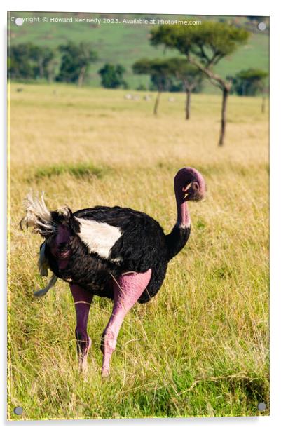 Mating behaviour of Masai Ostrich Acrylic by Howard Kennedy