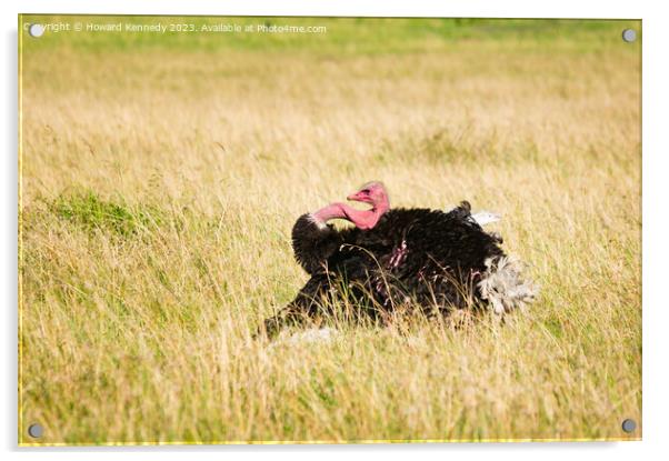 Mating display of male Masai Ostrich Acrylic by Howard Kennedy