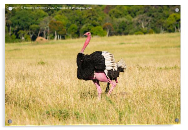 Mating behaviour of Masai Ostrich Acrylic by Howard Kennedy